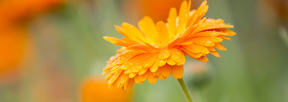 Blomst